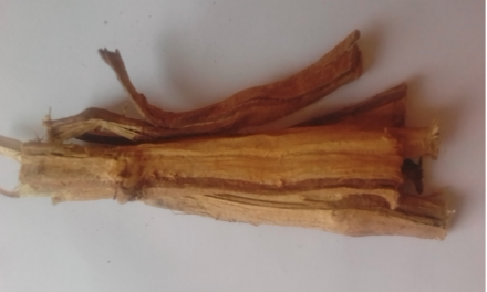 Brosse Végétale M7:7